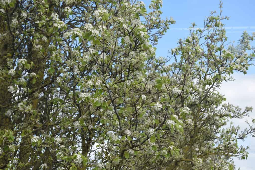 Pyrus calleryana 'Chanticleer' 14-16 EHS